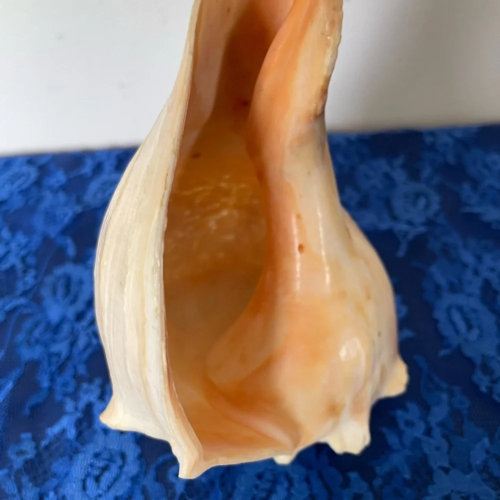 Conch Beach Shell - Picture 9 of 10
